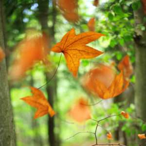 iStock_000009691088XSmall