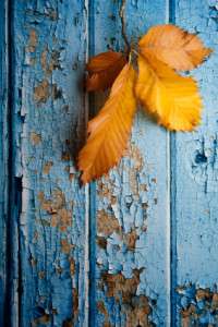 iStock_000014441283XSmall
